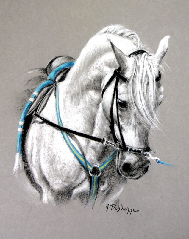 Cheval blanc harnaché de turquoise — pastel et fusain