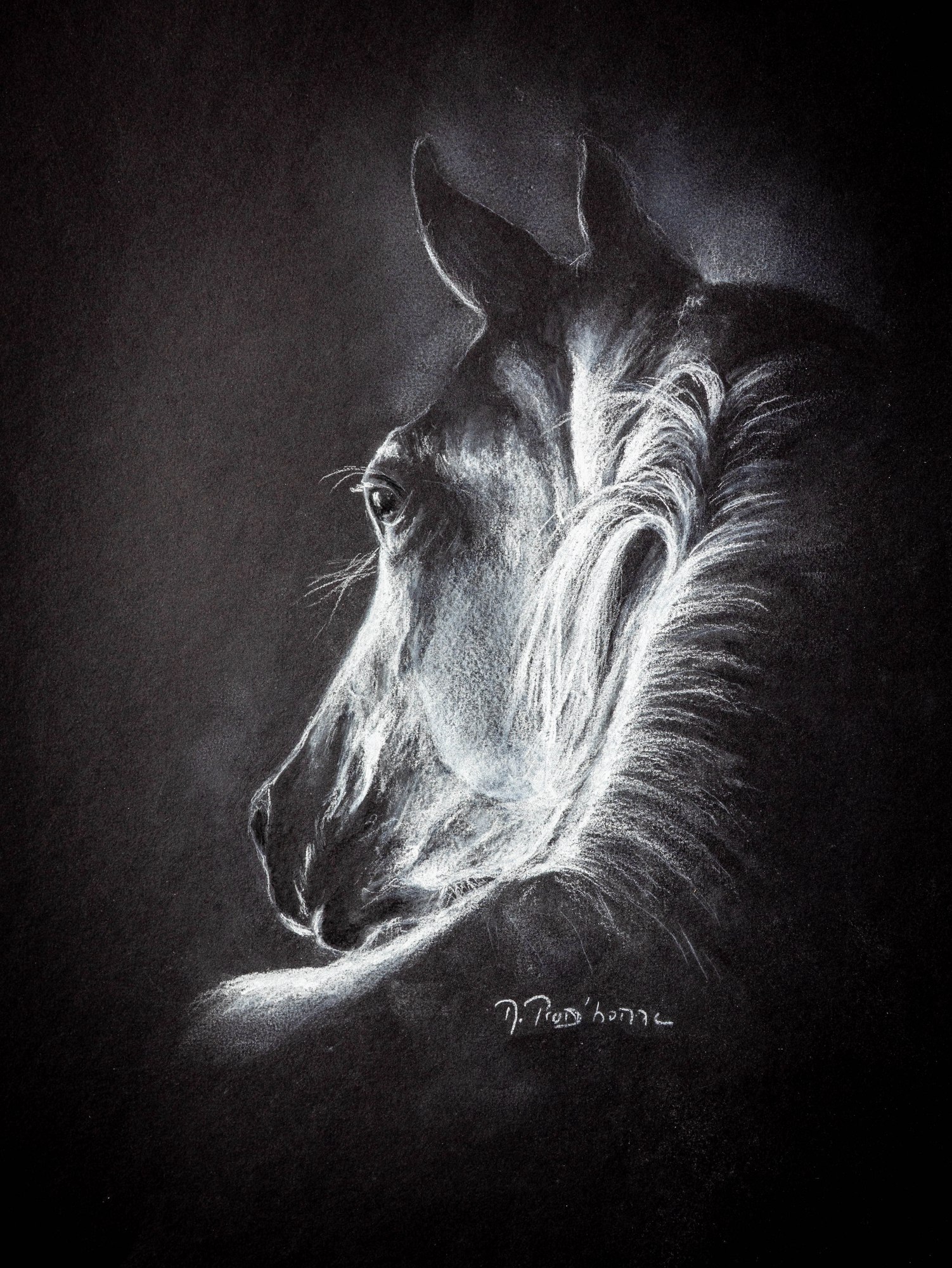 Tête de cheval — craie sur papier noir