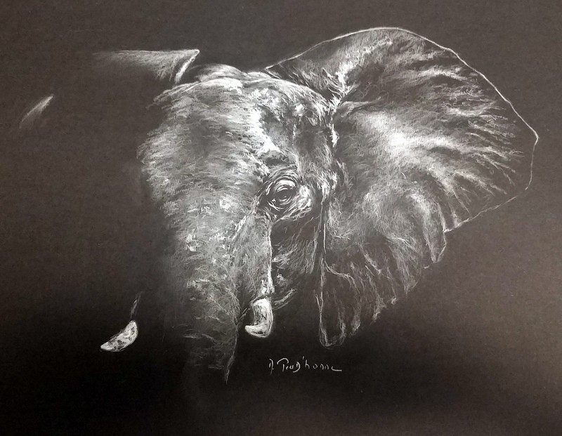 Tête d'éléphant — craie sur papier noir