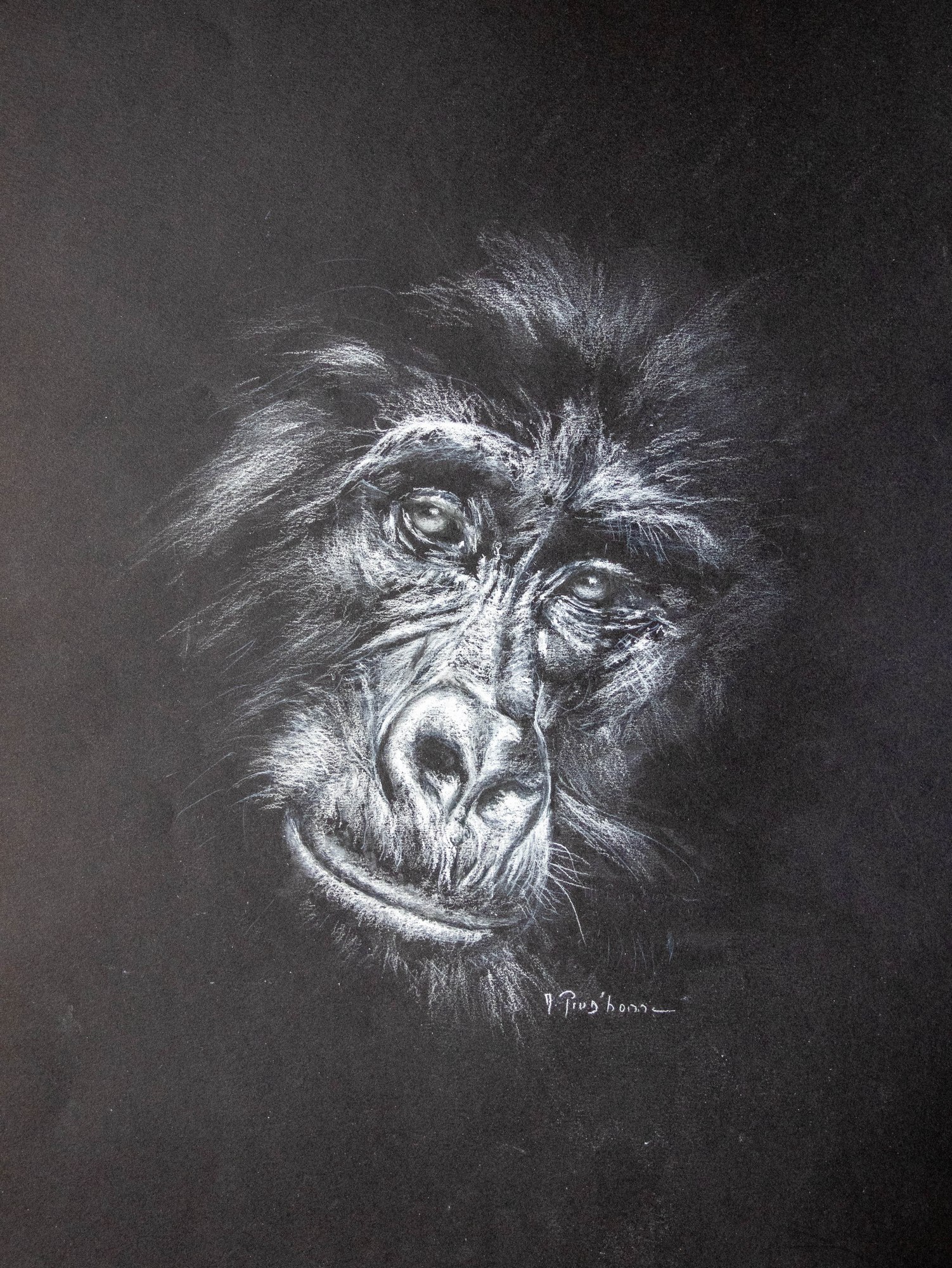 Portrait de gorille — craie sur papier noir