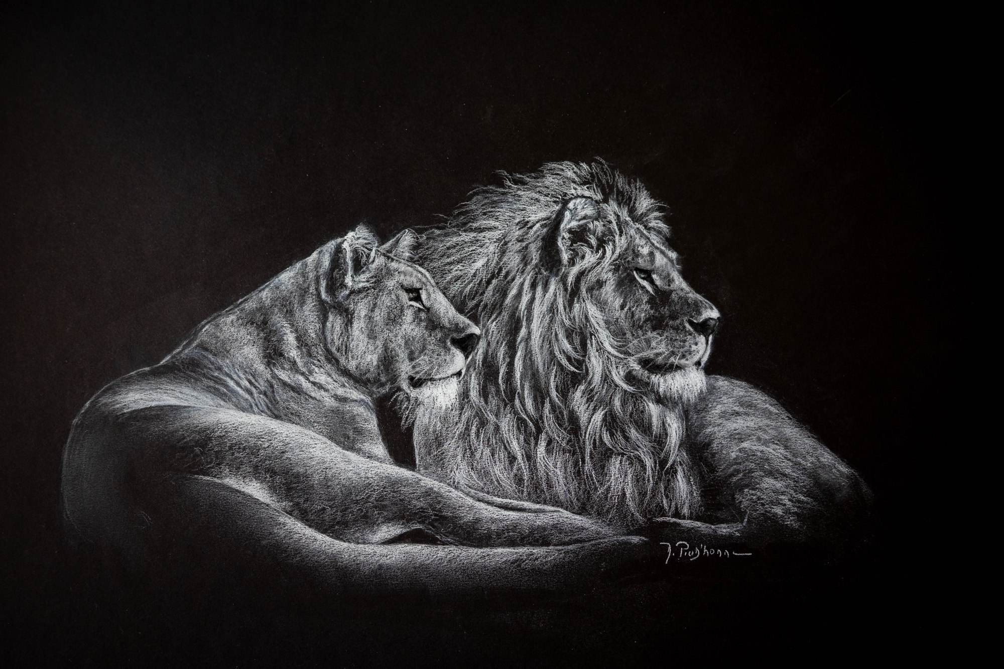 Lions — craie blanche sur papier noir