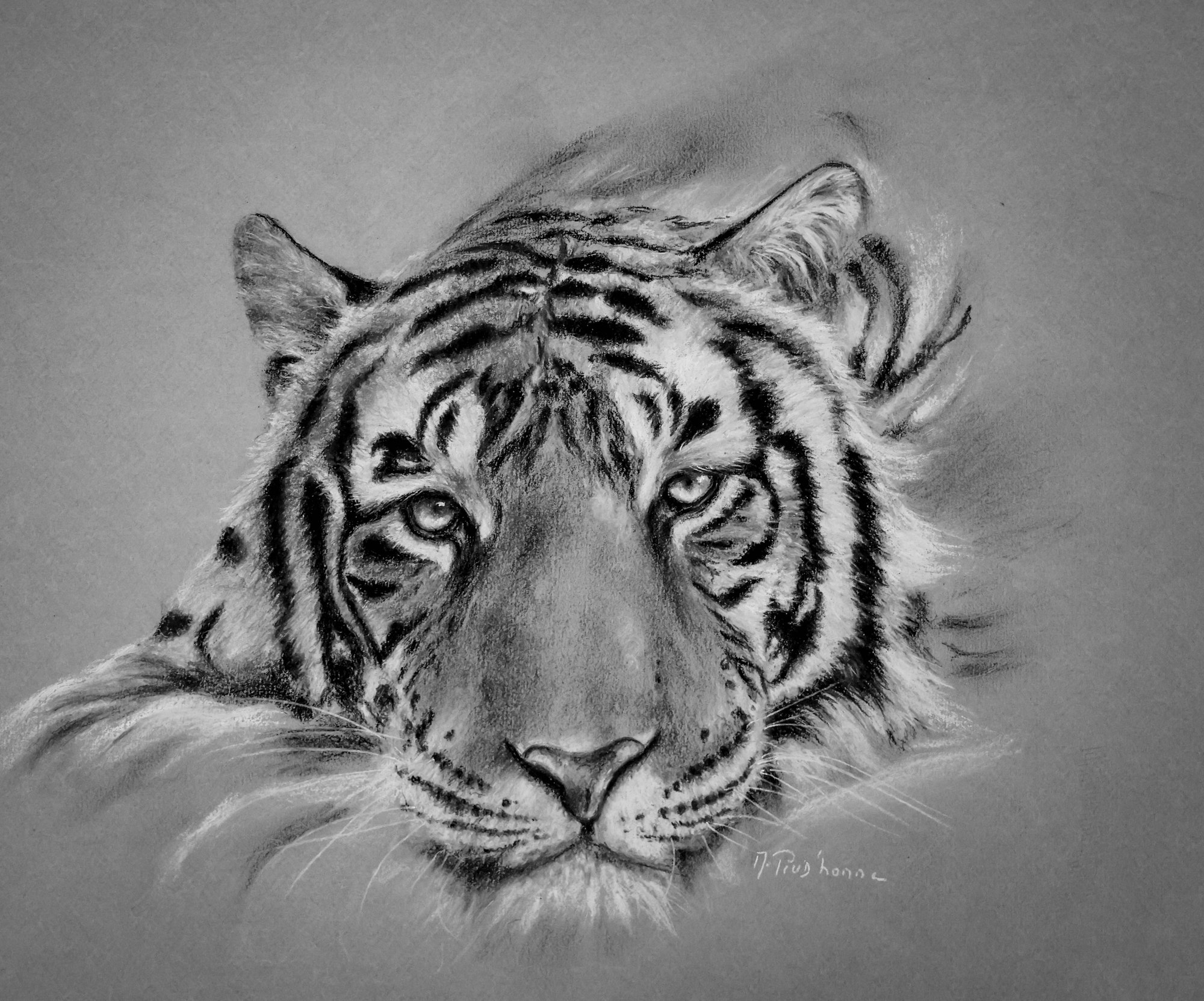 Portrait de tigre — fusain et craie